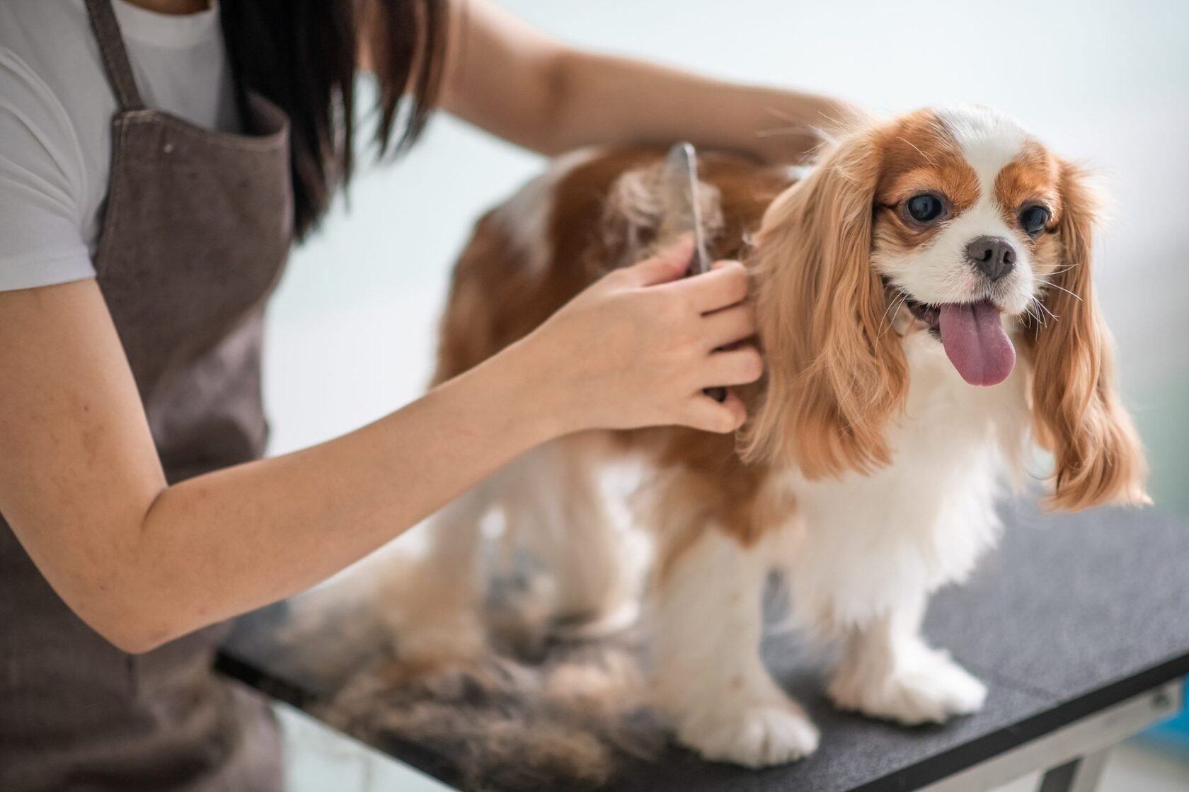 Qevroa: Expert Grooming for Your Beloved Pets